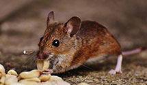 24 Hour & Emergency Exterminators in Caldwell, WV